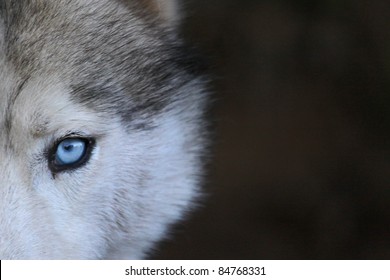 Eye Of Wolf