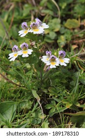 Eyebright