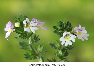 Eyebright Flower