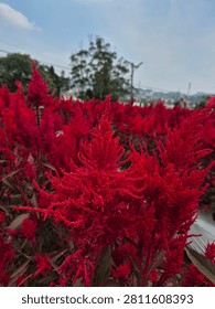 Eye-catching botanical stock image featuring fiery red, velvet-textured celosia plants. This rich, colorful flora imagery is ideal for environmental topics, floral design banners, travel promotions, and agricultural marketing.
