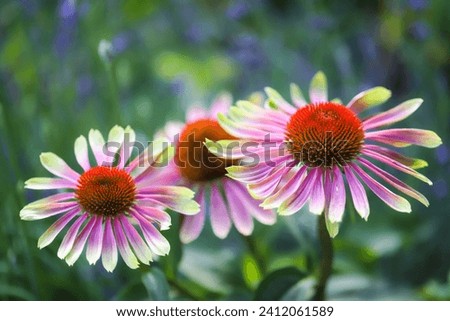 An eye-catching twist on the beloved coneflower, Green Twister's 4