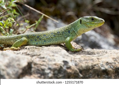 Eyed Lizard (also known as Ocellated Lizard or Jewelled Lizard, Timon lepidus) is IUCN Red Listed as near Theatened, Picos de Europa, Asturias, Spain.