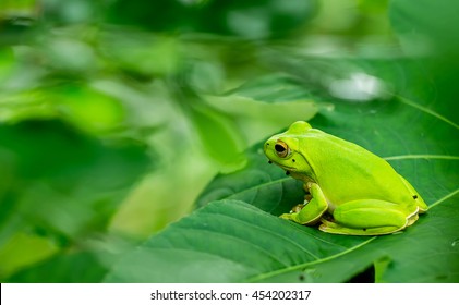 눈 개구리, 번드한 잎 개구리, 아길리치가 남미의 열대 우림 지역에서 서식하는 수목이 아로마나 코스타리카실수로 '녹색 개구리'라고도 불립니다.