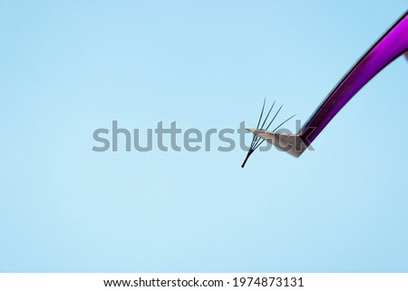 Eyelash extensions, lashmaker tools. A bunch of artificial eyelashes in tweezers close. Blue background, free space for text.