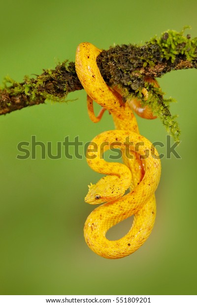 Eyelash Palm Pitviper, Bothriechis schlegeli, on\
the green mossy branch. Venomous snake in the nature habitat.\
Poisonous animal from South\
America.