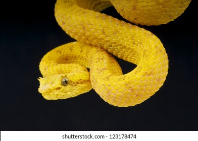 Eyelash Palm Viper / Bothriechis Schlegelii