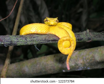  Eyelash Viper