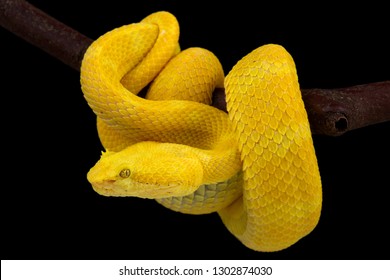 Eyelash Viper (Bothriechis Schlegelii)
