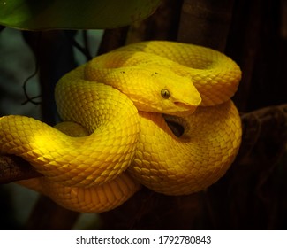 Eyelash Viper - Bothriechis Schlegelii