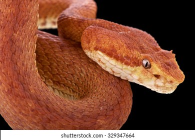 Eyelash Viper (Bothriechis Schlegelii) 