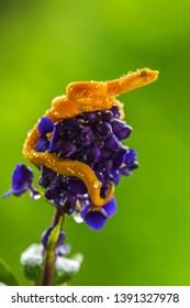 Eyelash Viper - Bothriechis schlegelii, beautiful colored venomous pit viper from Central America forests, Costa Rica