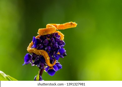 Eyelash Viper - Bothriechis schlegelii, beautiful colored venomous pit viper from Central America forests, Costa Rica
