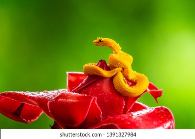 Eyelash Viper - Bothriechis schlegelii, beautiful colored venomous pit viper from Central America forests, Costa Rica