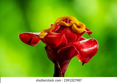 Eyelash Viper - Bothriechis schlegelii, beautiful colored venomous pit viper from Central America forests, Costa Rica