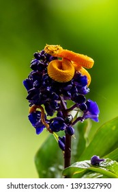 Eyelash Viper - Bothriechis schlegelii, beautiful colored venomous pit viper from Central America forests, Costa Rica