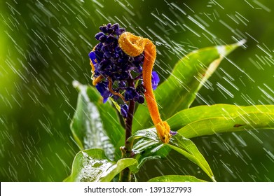 Eyelash Viper - Bothriechis schlegelii, beautiful colored venomous pit viper from Central America forests, Costa Rica