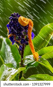 Eyelash Viper - Bothriechis schlegelii, beautiful colored venomous pit viper from Central America forests, Costa Rica