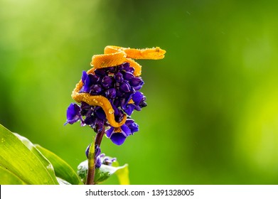 Eyelash Viper - Bothriechis schlegelii, beautiful colored venomous pit viper from Central America forests, Costa Rica