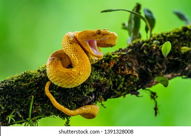 Eyelash Viper - Bothriechis schlegelii, beautiful colored venomous pit viper from Central America forests, Costa Rica