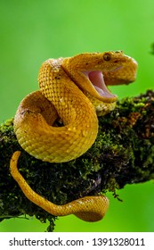 Eyelash Viper - Bothriechis schlegelii, beautiful colored venomous pit viper from Central America forests, Costa Rica