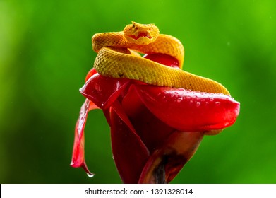 Eyelash Viper - Bothriechis schlegelii, beautiful colored venomous pit viper from Central America forests, Costa Rica