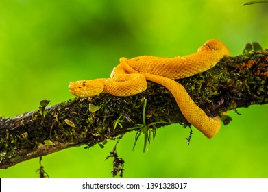Eyelash Viper - Bothriechis schlegelii, beautiful colored venomous pit viper from Central America forests, Costa Rica