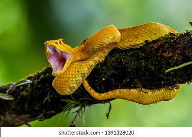 Eyelash Viper - Bothriechis schlegelii, beautiful colored venomous pit viper from Central America forests, Costa Rica