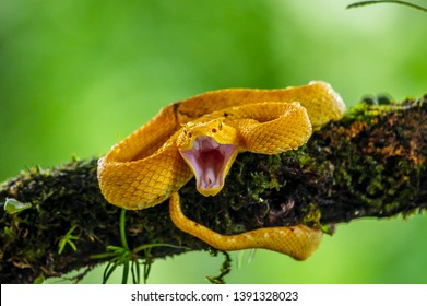 Eyelash Viper - Bothriechis schlegelii, beautiful colored venomous pit viper from Central America forests, Costa Rica