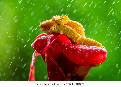 Eyelash Viper - Bothriechis schlegelii, beautiful colored venomous pit viper from Central America forests, Costa Rica