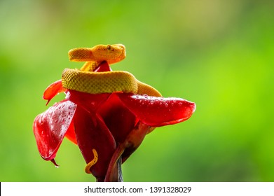 Eyelash Viper - Bothriechis schlegelii, beautiful colored venomous pit viper from Central America forests, Costa Rica