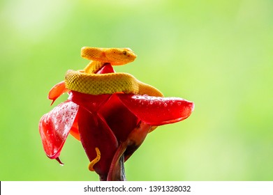 Eyelash Viper - Bothriechis schlegelii, beautiful colored venomous pit viper from Central America forests, Costa Rica
