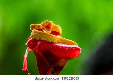 Eyelash Viper - Bothriechis schlegelii, beautiful colored venomous pit viper from Central America forests, Costa Rica