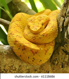 Eyelash Viper Resting