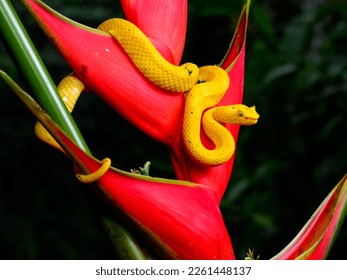 Eyelash Viper snake at night on heliconia flower, rainforest in Costa Rica - Shutterstock ID 2261448137
