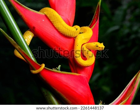 Eyelash Viper snake at night on heliconia flower, rainforest in Costa Rica
