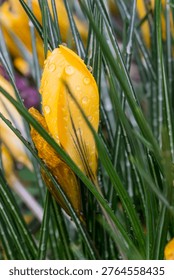Eye-level frame of yellow crocuses post-rain. Droplets add sparkle to petals