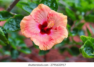 An eye-level, horizontal macro shot capturing a beautiful orange and peach-pink hibiscus flower.