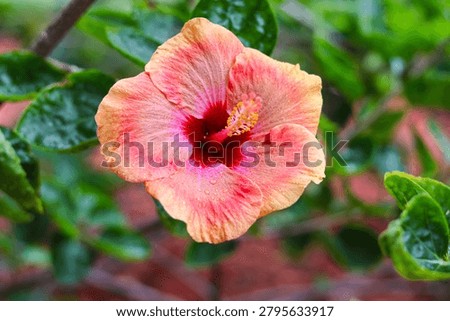 An eye-level, horizontal macro shot capturing a beautiful orange and peach-pink hibiscus flower.