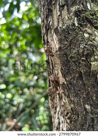 Eye-level macro shot of two empty cicada nymph shells perfectly camouflaged and blending into the matching color of the tree bark