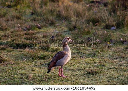 Similar – Image, Stock Photo Standing goose bird animal