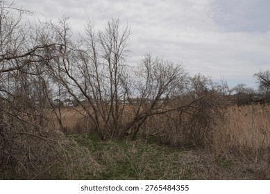 Eye-level shot of a multi-trunked dormant tree in a field of dry grasses and emerging green groundcover, with suburban houses visible in the distant background under an overcast sky.