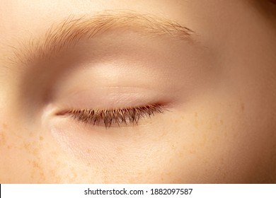 parts of the eyelid