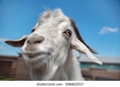 2,575 Blue eyed goat Images, Stock Photos & Vectors | Shutterstock