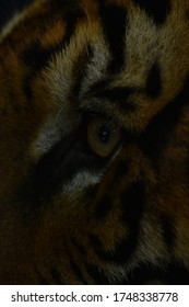 tiger eyes in the dark