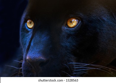 The eyes of a black panther