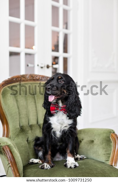 eyes closed. Dog\
spaniel in a red bow tie in the interior of the light room. Pet is\
three years old sitting on a chair. Red checkered necktie. best and\
faithful friend