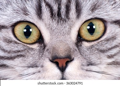 Eyes Closeup Of A Silver Tabby Cat