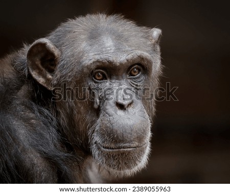 If the eyes could talk, chimpanzee