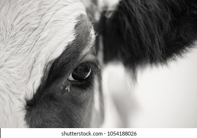 Eyes of cow and the fly, close-up. - Powered by Shutterstock