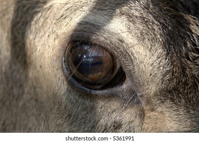 Eye Iberian Deer His Intense Gaze Stock Photo (Edit Now) 713306452